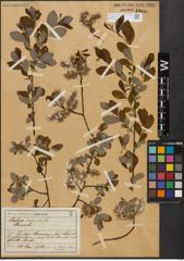 Foto von Salix aurita L.